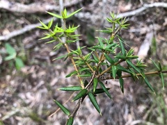 Alyxia ruscifolia