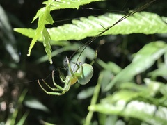 Aoaraneus pentagrammicus