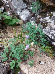 Paraquilegia microphylla