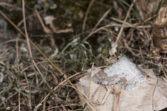 Pingasa ruginaria pacifica