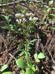 Valeriana deltoidea