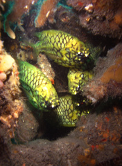 Cleidopus gloriamaris