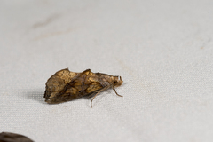 Plusiodonta coelonota