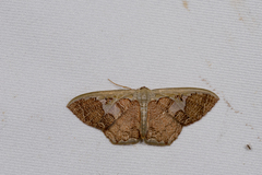 Zythos avellanea