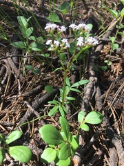 Valeriana deltoidea