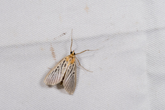 Tyspanodes hypsalis