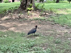 Pseudibis papillosa