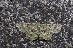 Ophthalmitis herbidaria
