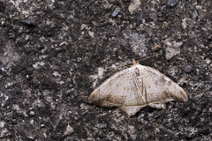 Oxymacaria temeraria