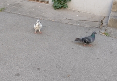 Columba livia domestica