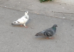 Columba livia domestica