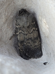 Standfussiana lucernea