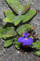 Magnoliopsida
