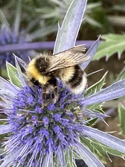 Bombus lucorum