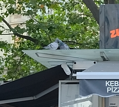 Columba livia domestica