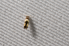 Stathmopoda callopis