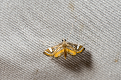 Strepsinoma croesusalis