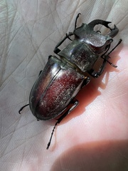 Lucanus kurosawai
