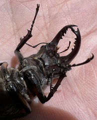 Lucanus kurosawai