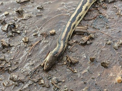 Pituophis lineaticollis