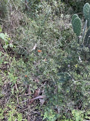 Alyxia ruscifolia