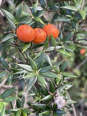 Alyxia ruscifolia