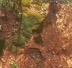 Pseudocrossidium crinitum