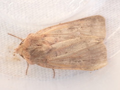 Diarsia rubi