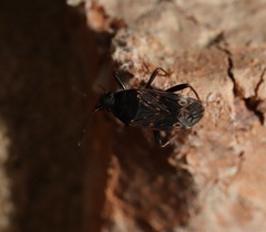 Neolethaeus tenebrosus