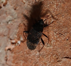 Neolethaeus tenebrosus