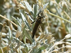 Eutolmus rufibarbis
