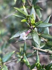Alyxia ruscifolia