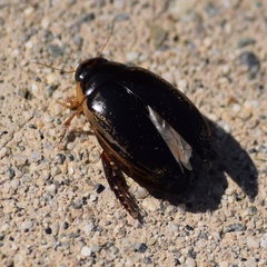Thermonectus intermedius