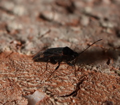 Neolethaeus tenebrosus