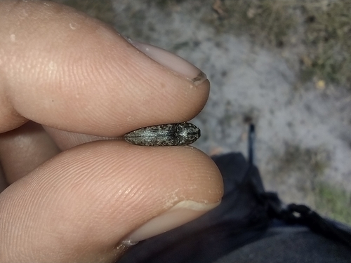 kováčikovité (Elateridae)