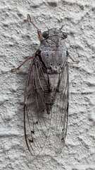 Cicada mordoganensis