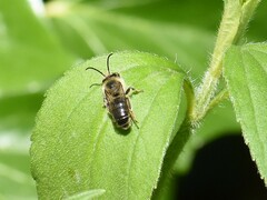 Melitta haemorrhoidalis