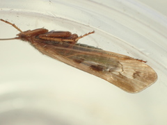 Limnephilus marmoratus