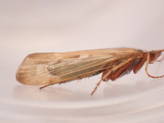 Limnephilus decipiens