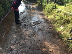 Pituophis lineaticollis