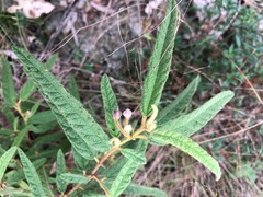 Seringia corollata