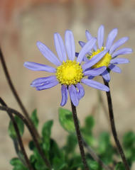 Felicia aethiopica