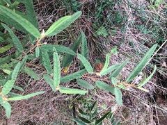 Seringia corollata