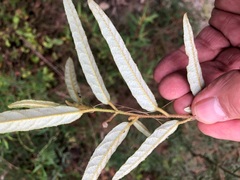 Seringia corollata