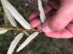 Seringia corollata
