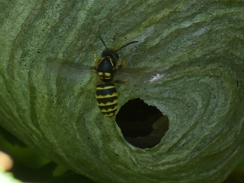 Median Wasp, Groesbeek, Nederland, photo 10 of 10