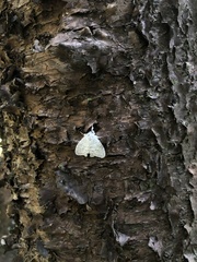 Catoria sublavaria