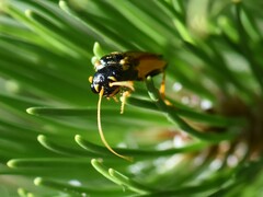 Acantholyda hieroglyphica