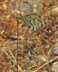 Nemoptera coa