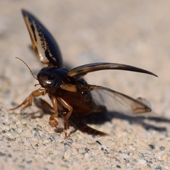 Thermonectus intermedius